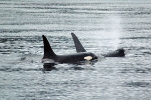 Orca's | Vancouver Island
